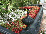 Beautiful Gardens in Savannah