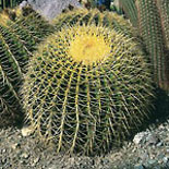 Barrel Cactus