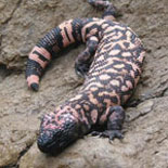 Discover Local Wildlife - Gila Monster