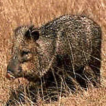 Javelina