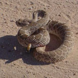 Mohave Rattlesnakes