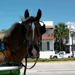 Clip-Clop Your Way Through History