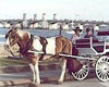 St. Augustine Private Carriage Tours