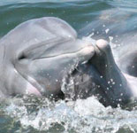 See dolphins playing in their habitat