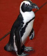 A Penguin in the Promenade