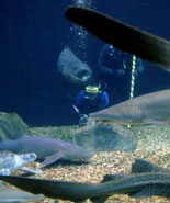 Watch out for the Sharks!
