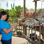 Feed the Giraffes at the Lowry Park Zoo