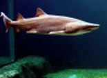 Shark Bay at the Aquarium
