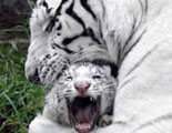 White Tigers at the Zoo