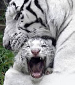 White Tigers at the Zoo