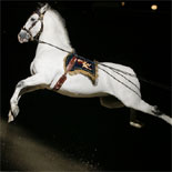Spectacular Display of Equestrian Skills