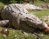 St. Augustine Alligator Farm