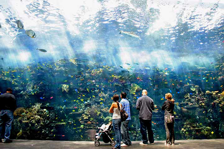 Georgia Aquarium world's largest aquarium