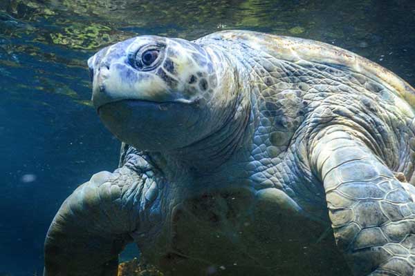 New england aquarium discount coupons