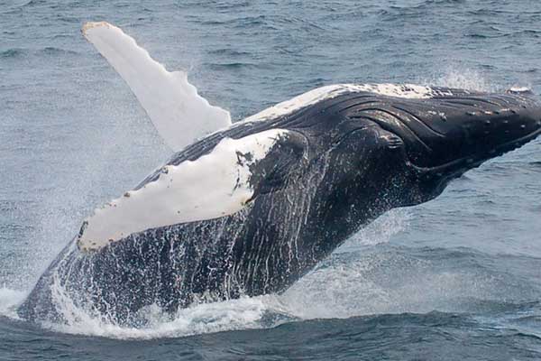 new england aquarium whale watch coupon