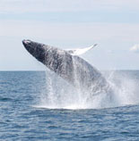 Discount Boston Whale Watching Tickets