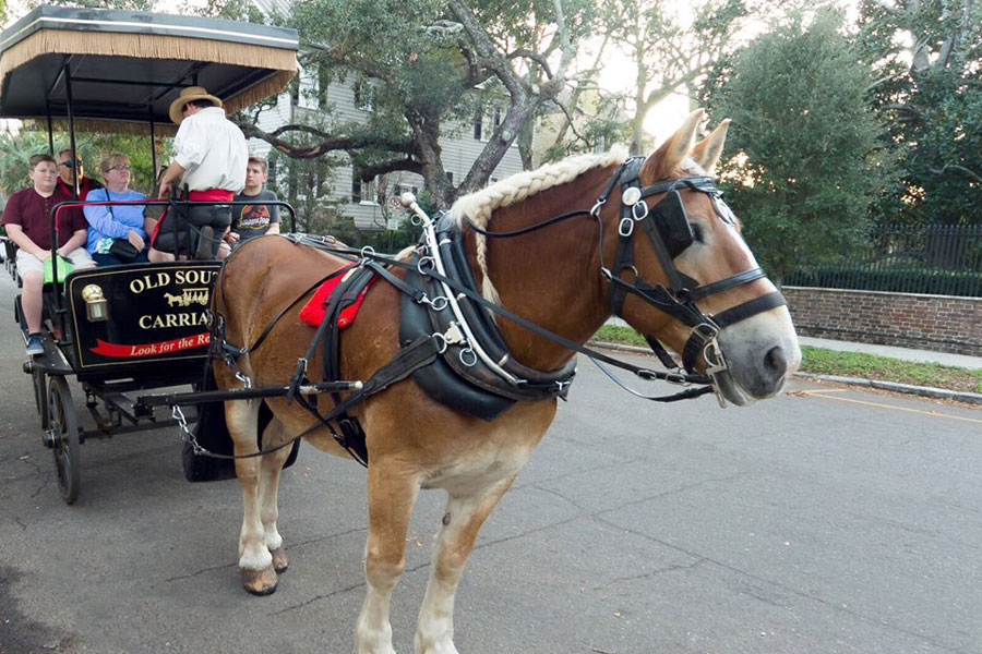 old south carriage rides