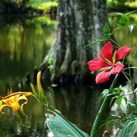 Magnolia Plantation and Gardens