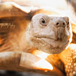 Stroll through our exhibit areas featuring over 100 reptiles and mammals that have been adopted and rescued