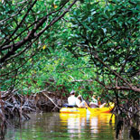 Kayak through the Mangroves