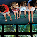 State-of-the-Art Glass Bottom Boat