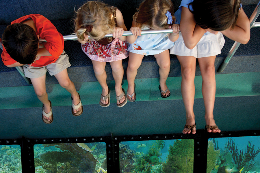 State-of-the-Art Glass Bottom Boat