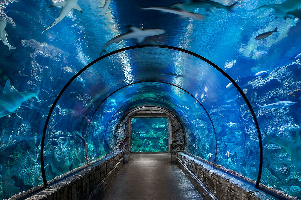 Shark Reef Aquarium, Mandalay Bay