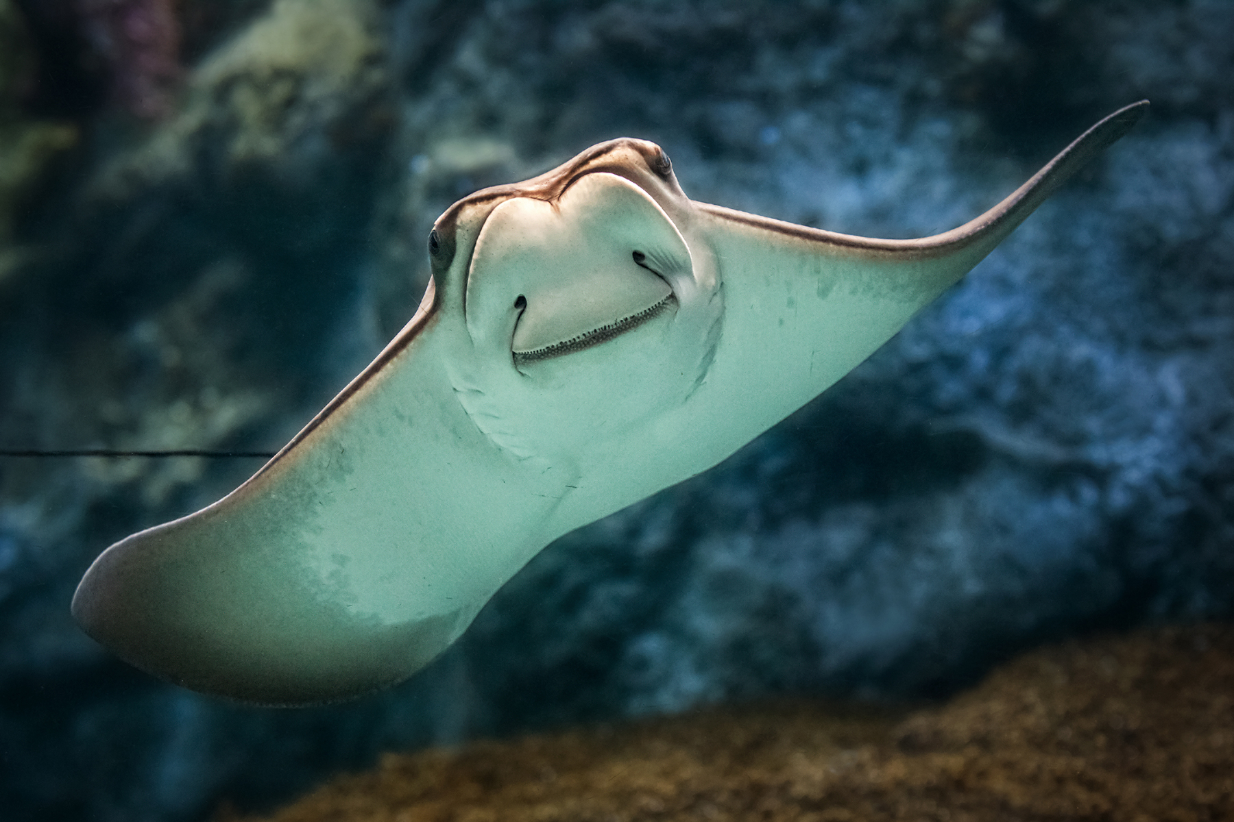 Long Beach Aquarium Of The Pacific Discount Tickets