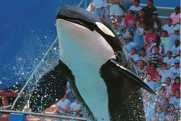 Miami Seaquarium Discount Tickets