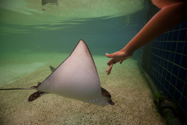 Miami Seaquarium Discount Tickets