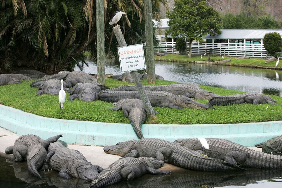 Thousands of alligators and crocodiles