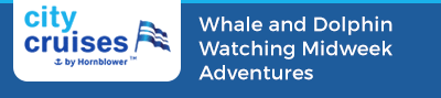 Whale and Dolphin Watching Midweek Adventures