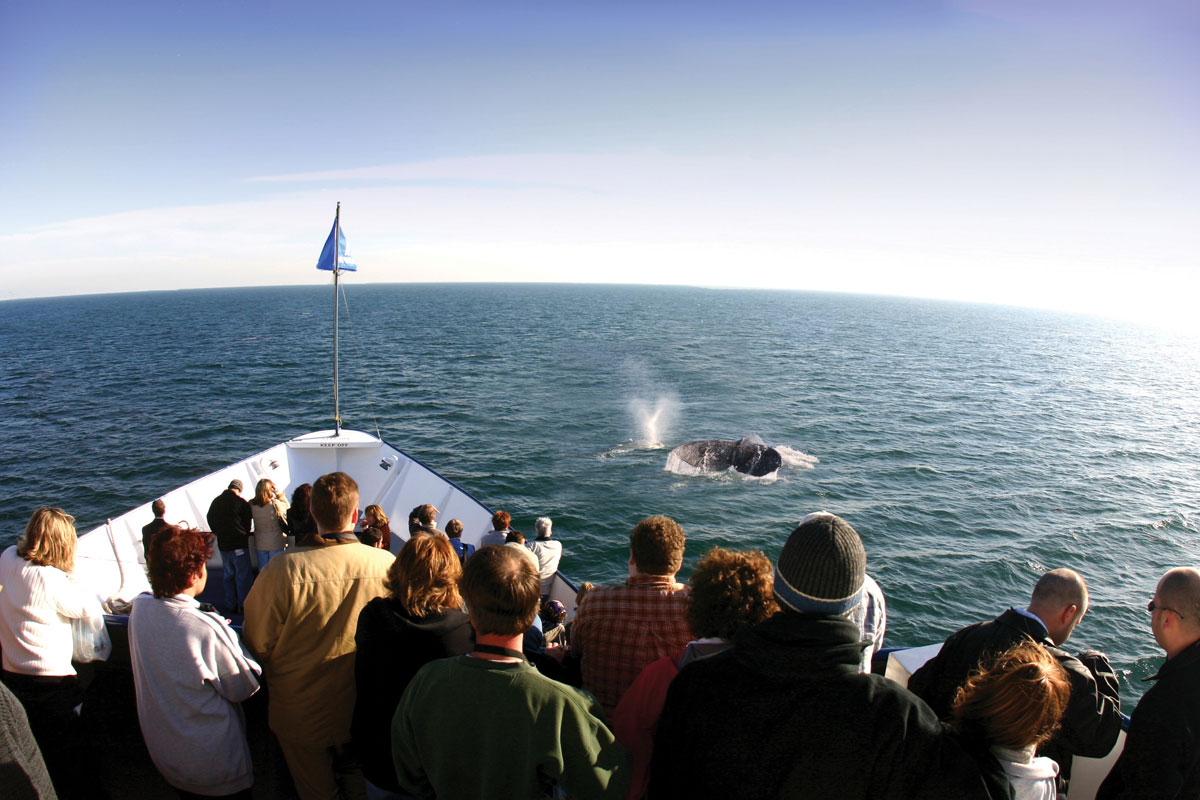Whale watching aboard Hornblower Cruises