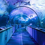 Aquarium By The Bay