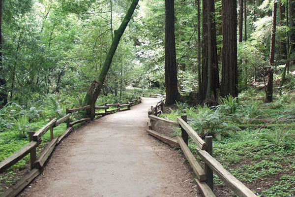 Up to 90 minutes in Muir Woods