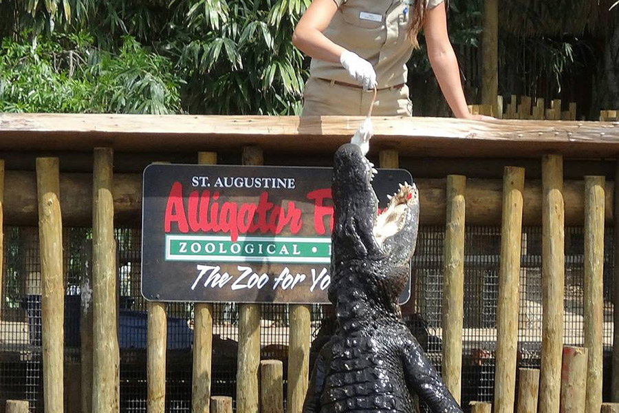Feeding Time at the Alligator Farm