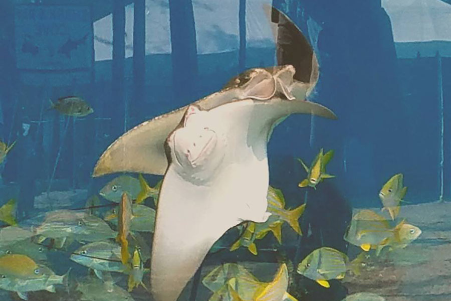 St Augustine Aquarium - 02 Cownose%20Rays%20in%20the%20FloriDa%20Reef%20Habitat!
