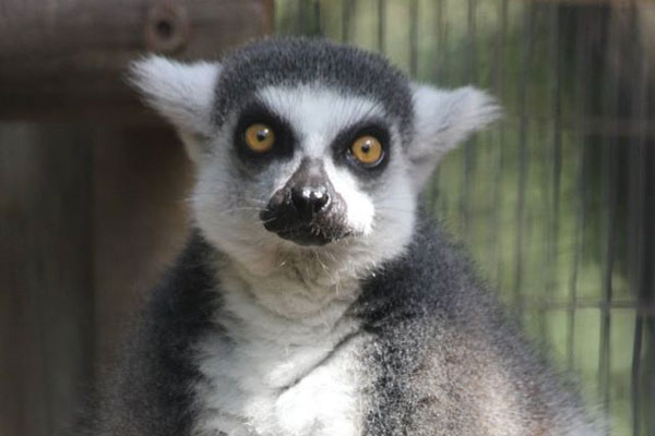 The lemurs-are so cute
