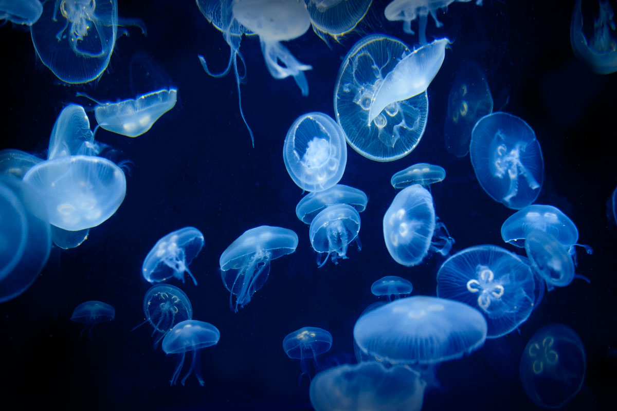 The Florida Aquarium Tickets The Florida Aquarium Tickets