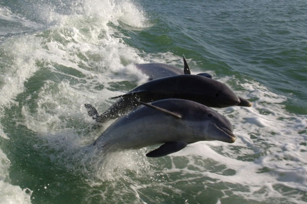 See Dolphins Surfing the Wake