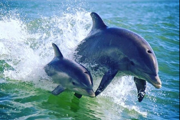 See Acrobatic Dolphins Surf and Dive